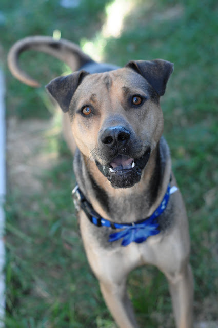 Foxy bingo blog free