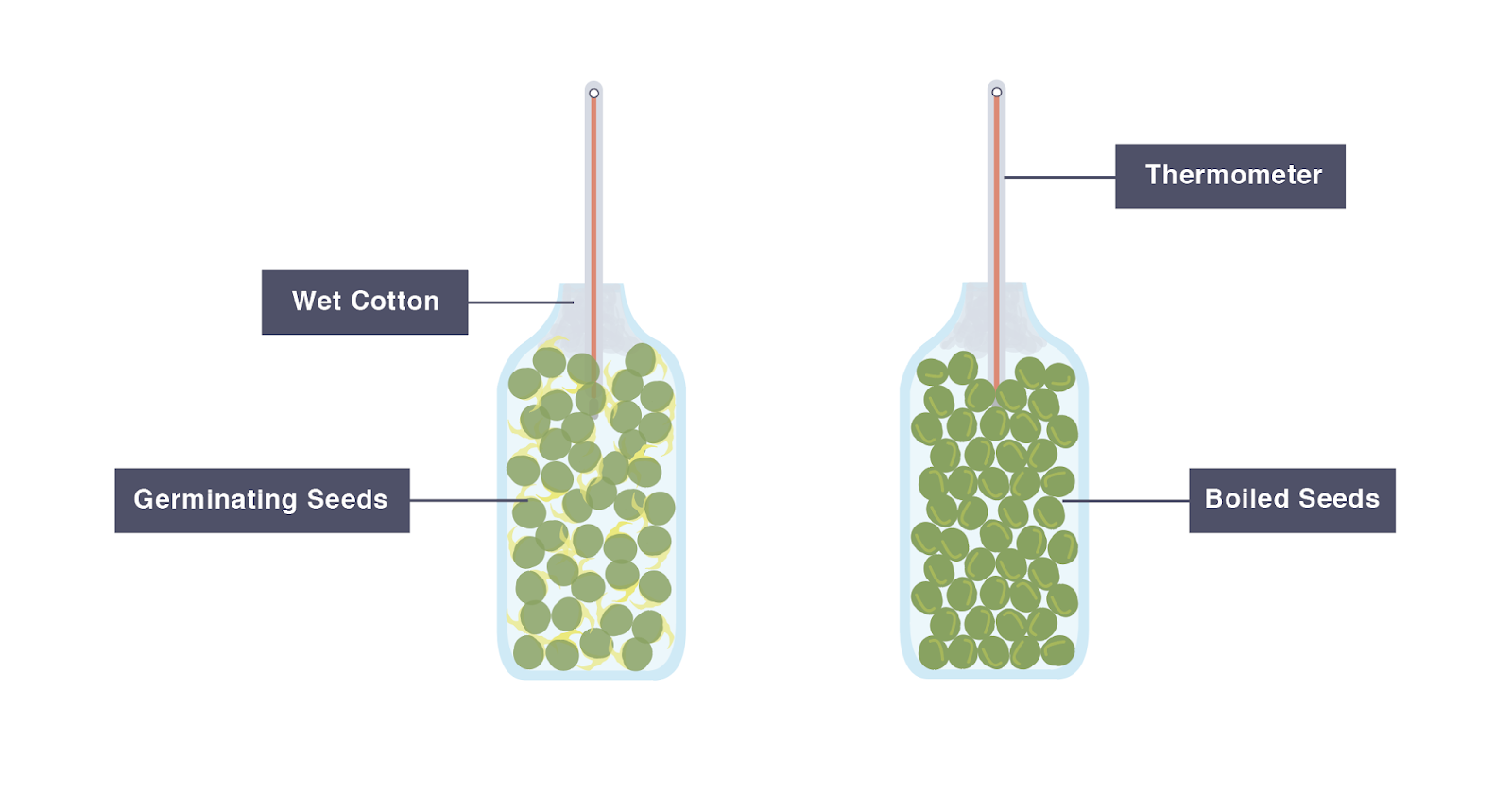 IGCSE Biology 2017 2.39 Practical Investigate the Evolution of
