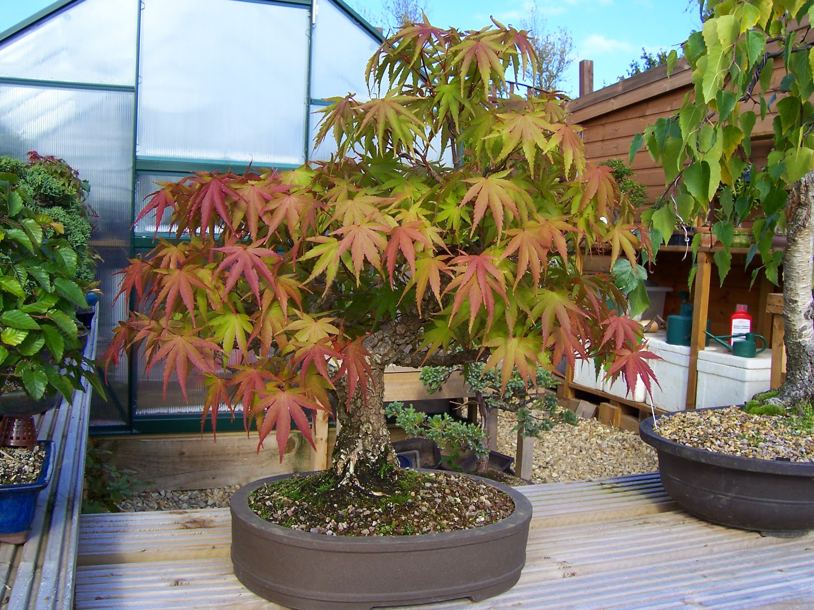 MiKo Bonsai Cork Bark Maple Progression