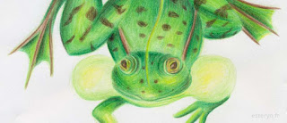illustration grenouille crayon aquarellable