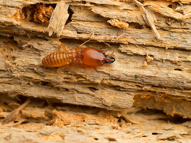 Cara Ampuh Atasi Rayap Tanah Secara Alami Dengan 7 Bahan Ini Arafuru