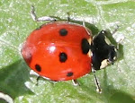 Ladybug from Texas