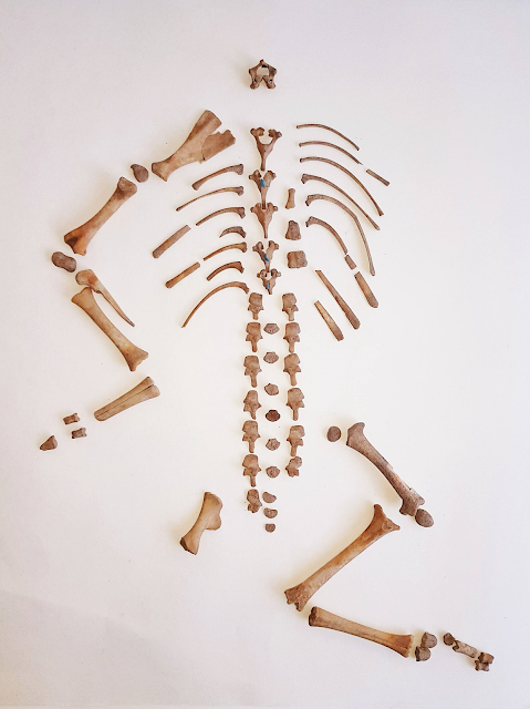 Dig in southern Spain reveals decapitation, trepanation and other extraordinary burial rituals
