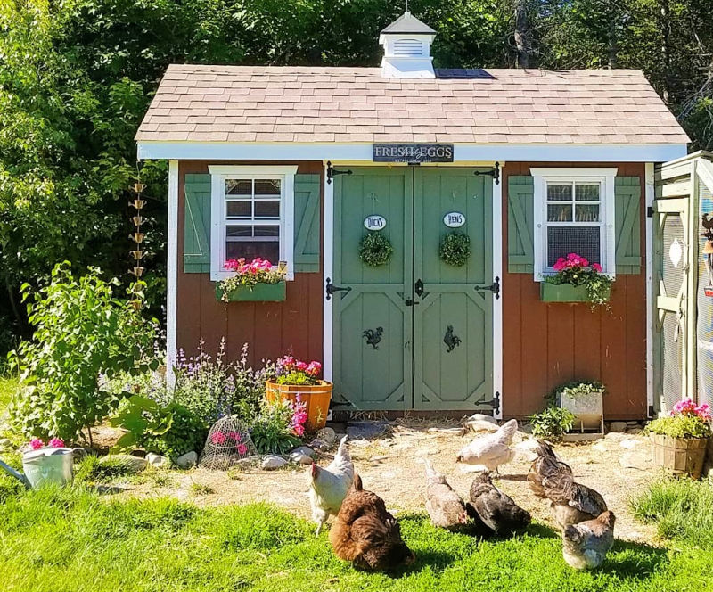 Choosing the Best Location for your Backyard Chicken Coop Fresh Eggs