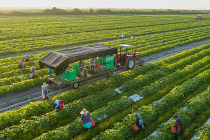 Crop Combination Theory by Rafiullah