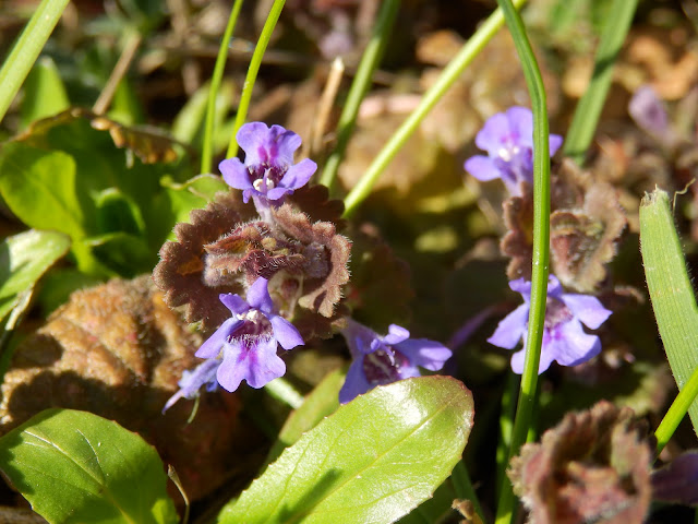 Ground Ivy