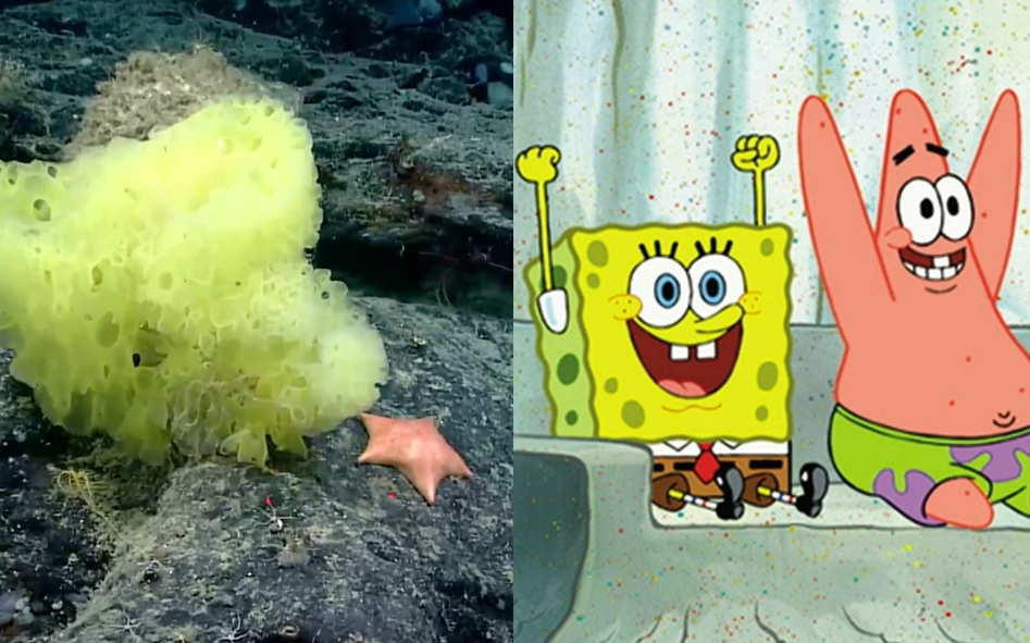  La ciencia comprobó que Bob Esponja y Patricio Estrella existen en la vida real