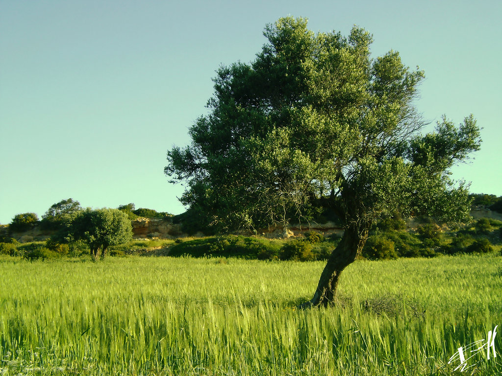 Zeytin Ağacı Duvar Kağıtları Olive Wallpapers Tam35 Zeytin Ağacı Duvar Kağıtları Olive Wallpapers Tam35