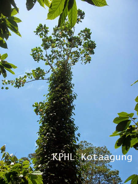 Grup Budidaya Pertanian Info Pohon Dadap Serta Manfaat Dari Pohon