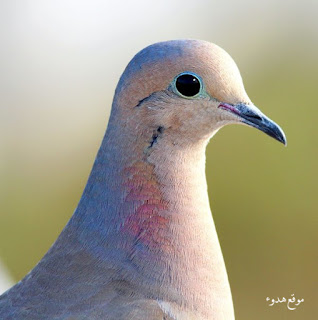 صور جميلة, صورجميلة, صور منوعة, طبيعية, للفيس بوك
