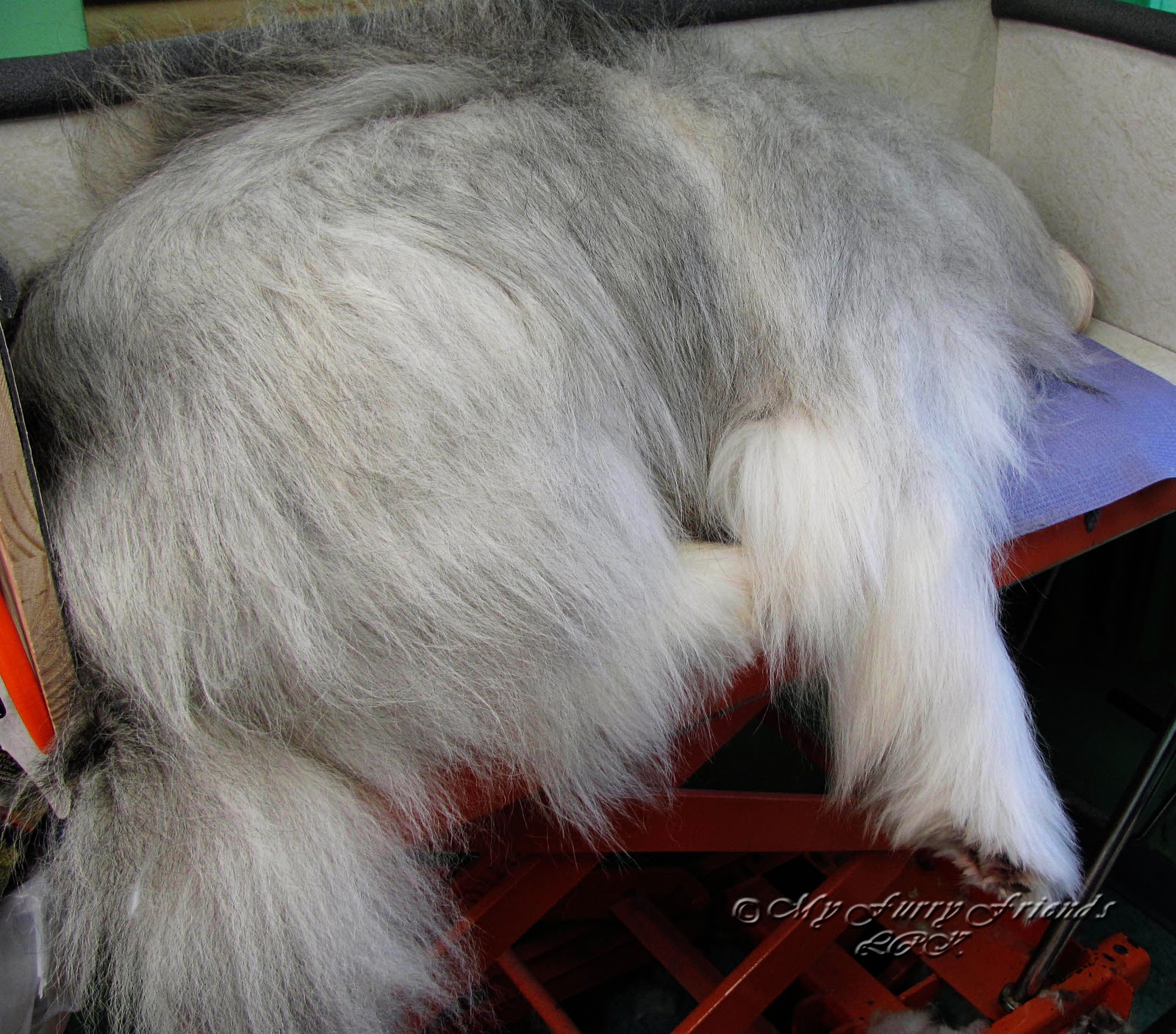 Pet Grooming The Good, The Bad, & The Furry Thinning the Coat on a