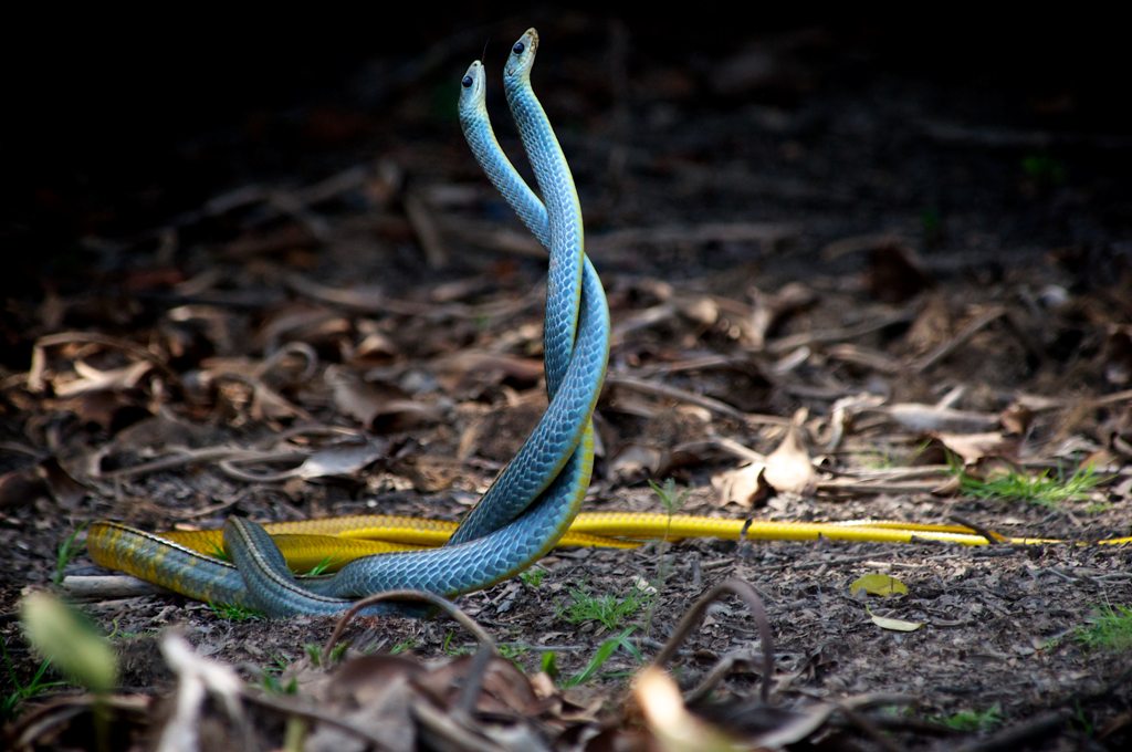The Amazing World: Ilha da Queimada Grande (Snake Island), Island off ...
