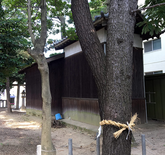 元宮諏訪神社六本松より社殿を見る(2017年7月29日撮影)