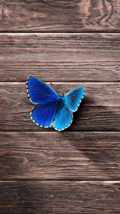 Minimal Wallpaper