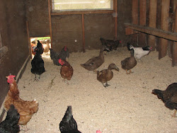 coop chicken woods