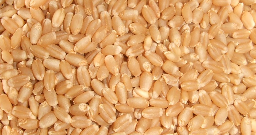 Пшенична 16. Семена пшеницы для посева. Пшеница дурум. Семена пшеницы для посева кондиционные. Семечко пшеницы гигантское.