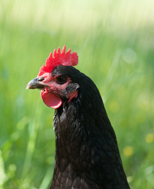 single black australorp chicken
