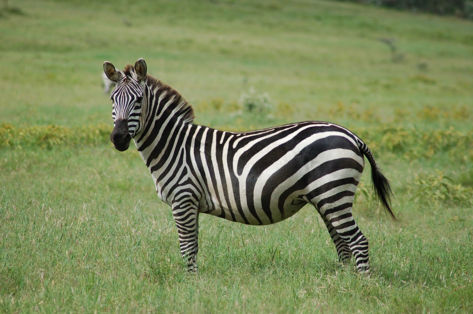 ANIMAL WORLD Zebra Fact's and Info With Beautiful Images 2013