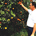 Orange (fruit) - Oranges In Florida