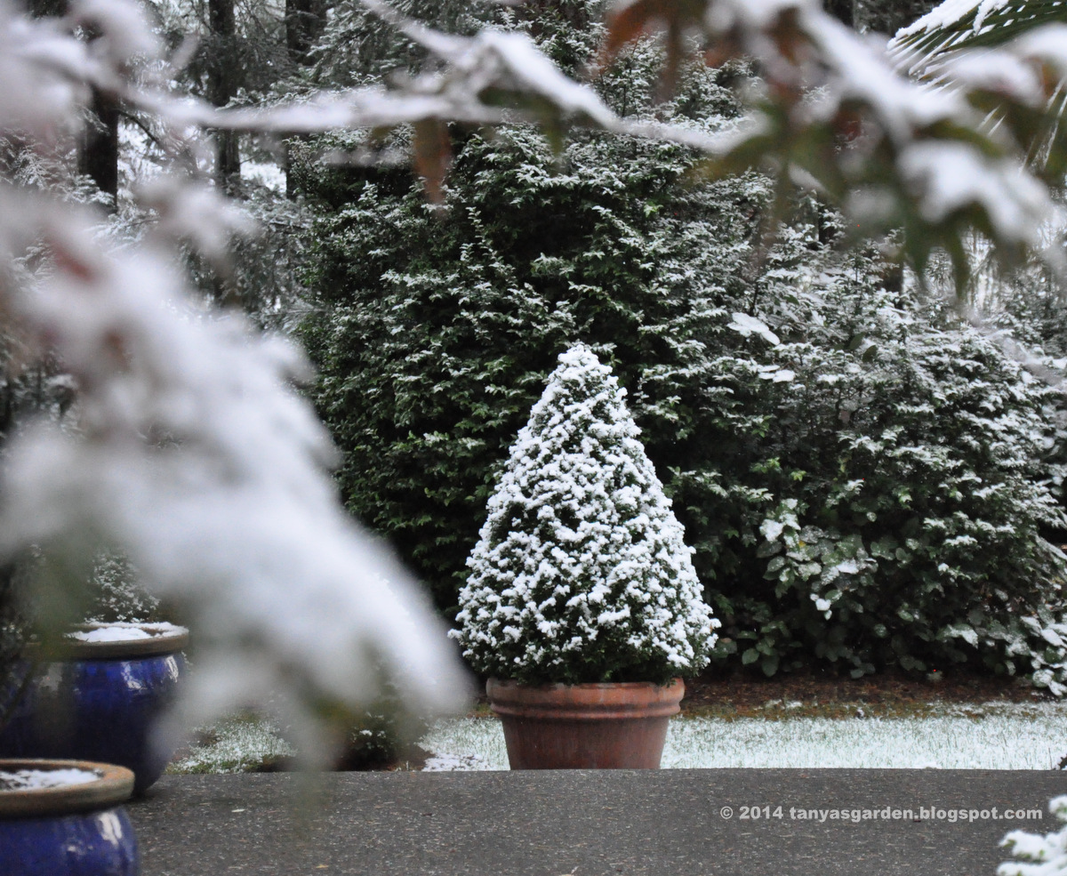 MySecretGarden: First Snow in My Garden, Zone 8a