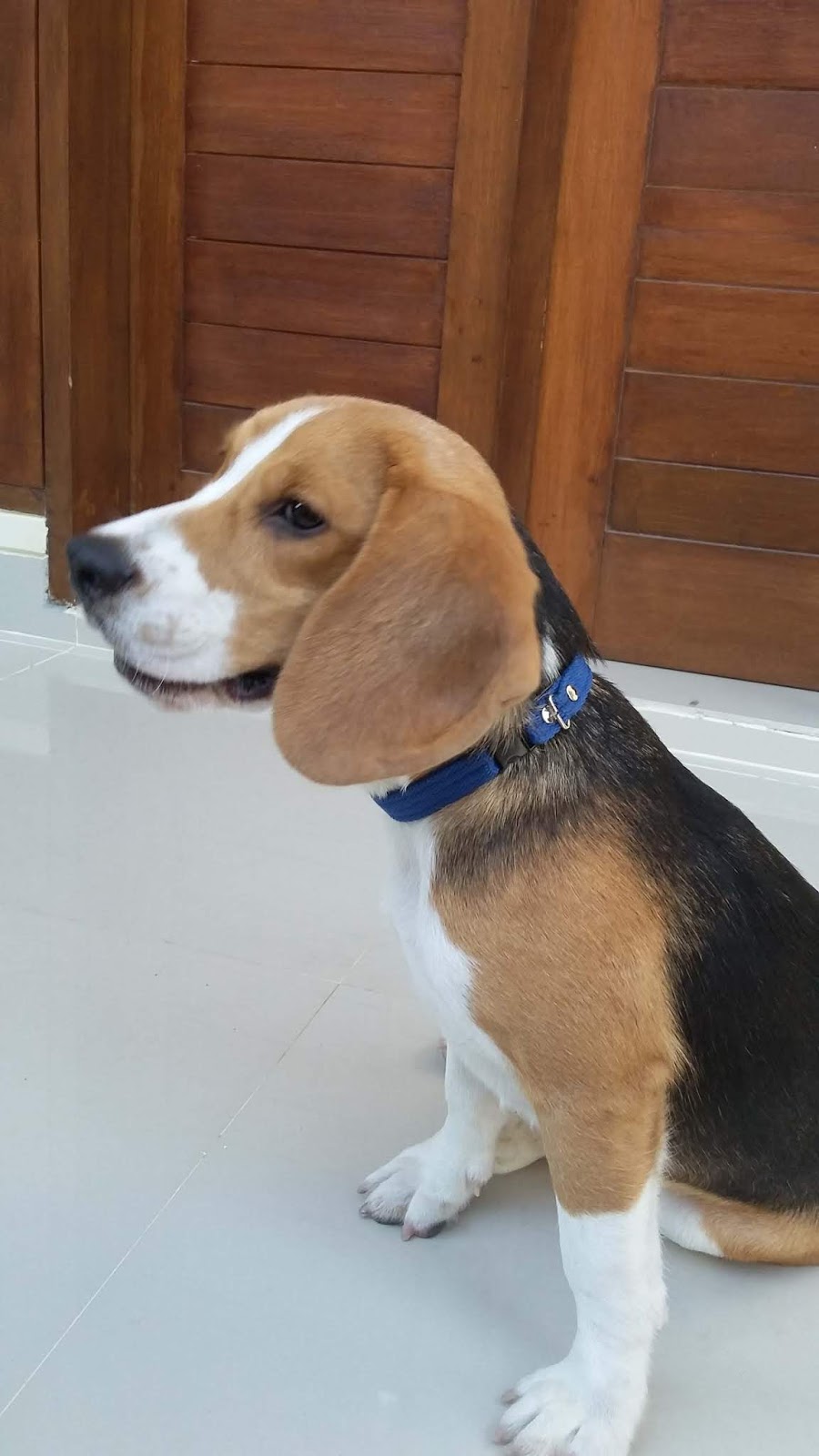 Tips Merawat Anjing Beagle Dewa Setiawan