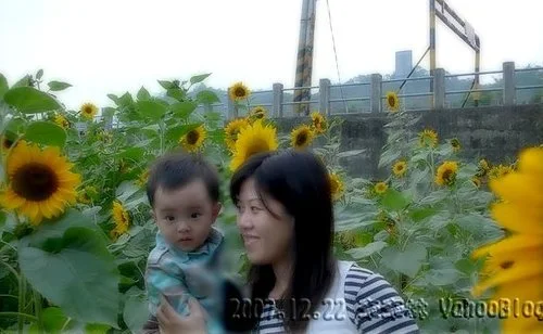南投集集向日葵花田|集集花海