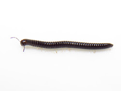 millipedes centipede legs snake wander very ground wood snail niger identify easy