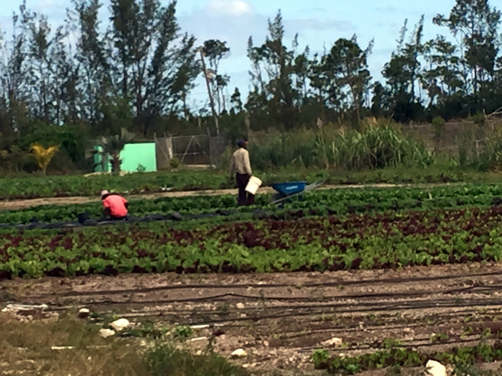 Rosemary's Sampler Field to Fork Community Farm, Nassau, Bahamas
