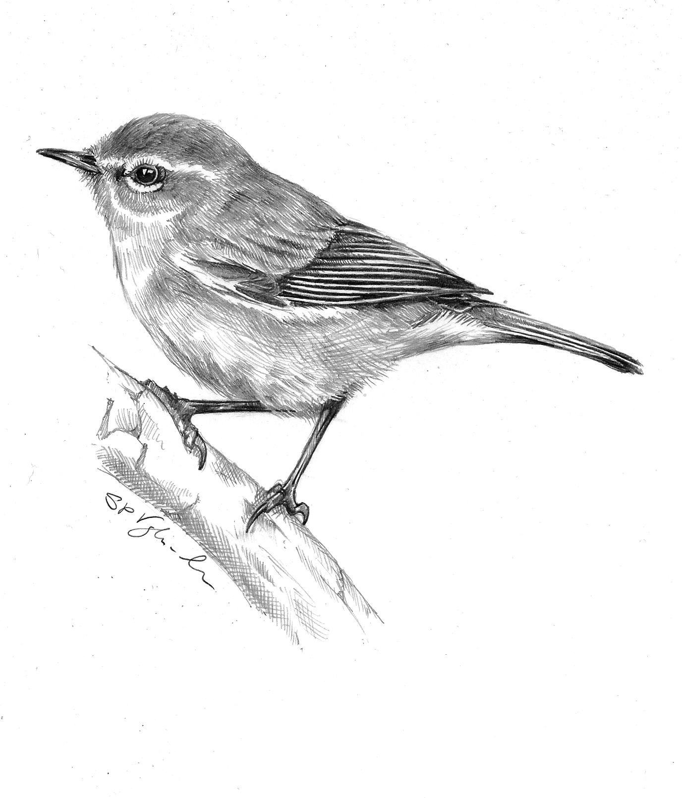 Drawing from experience...: Chiffchaff (Phylloscopus collybita)