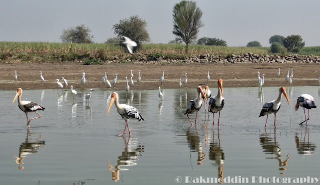 Migrated bird watching at Bhigwan kumbargaon - Simply amazing experience