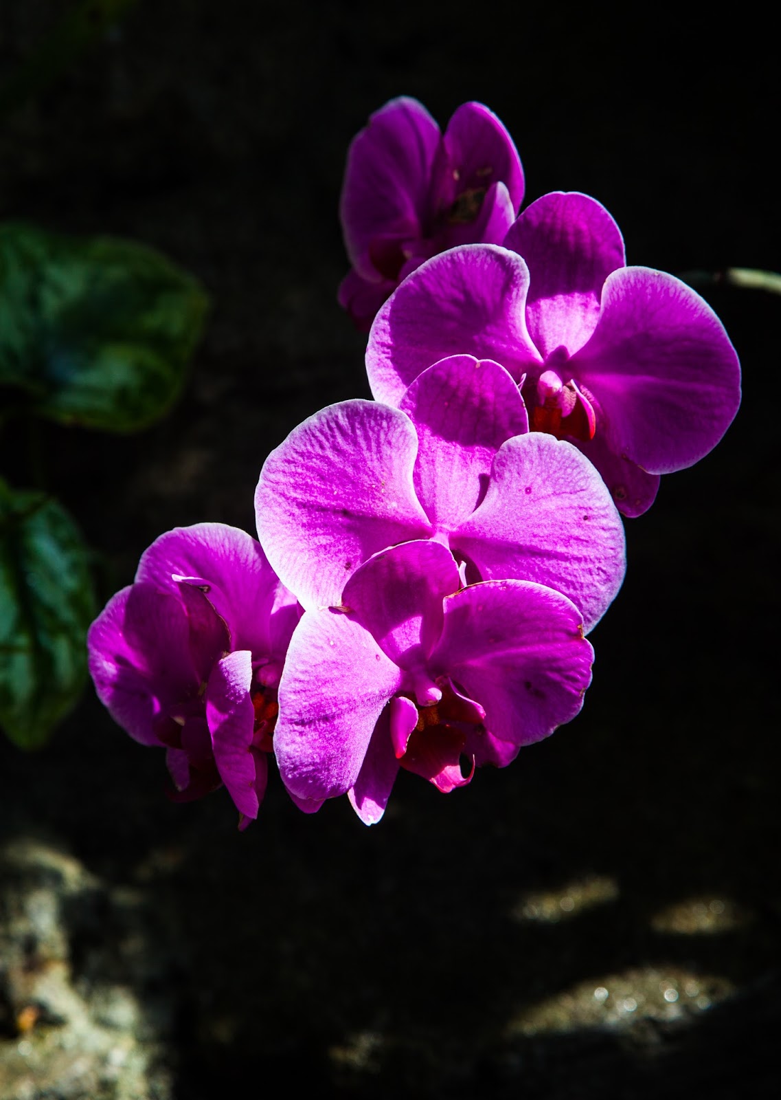 Walking Arizona Orchids in a row