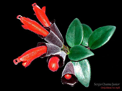 Orquídeas no Apê: Columeia Batom - Aeschynanthus radicans