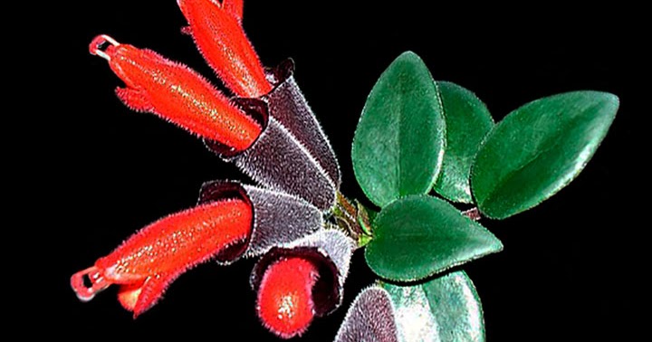 Orquídeas no Apê: Columeia Batom - Aeschynanthus radicans