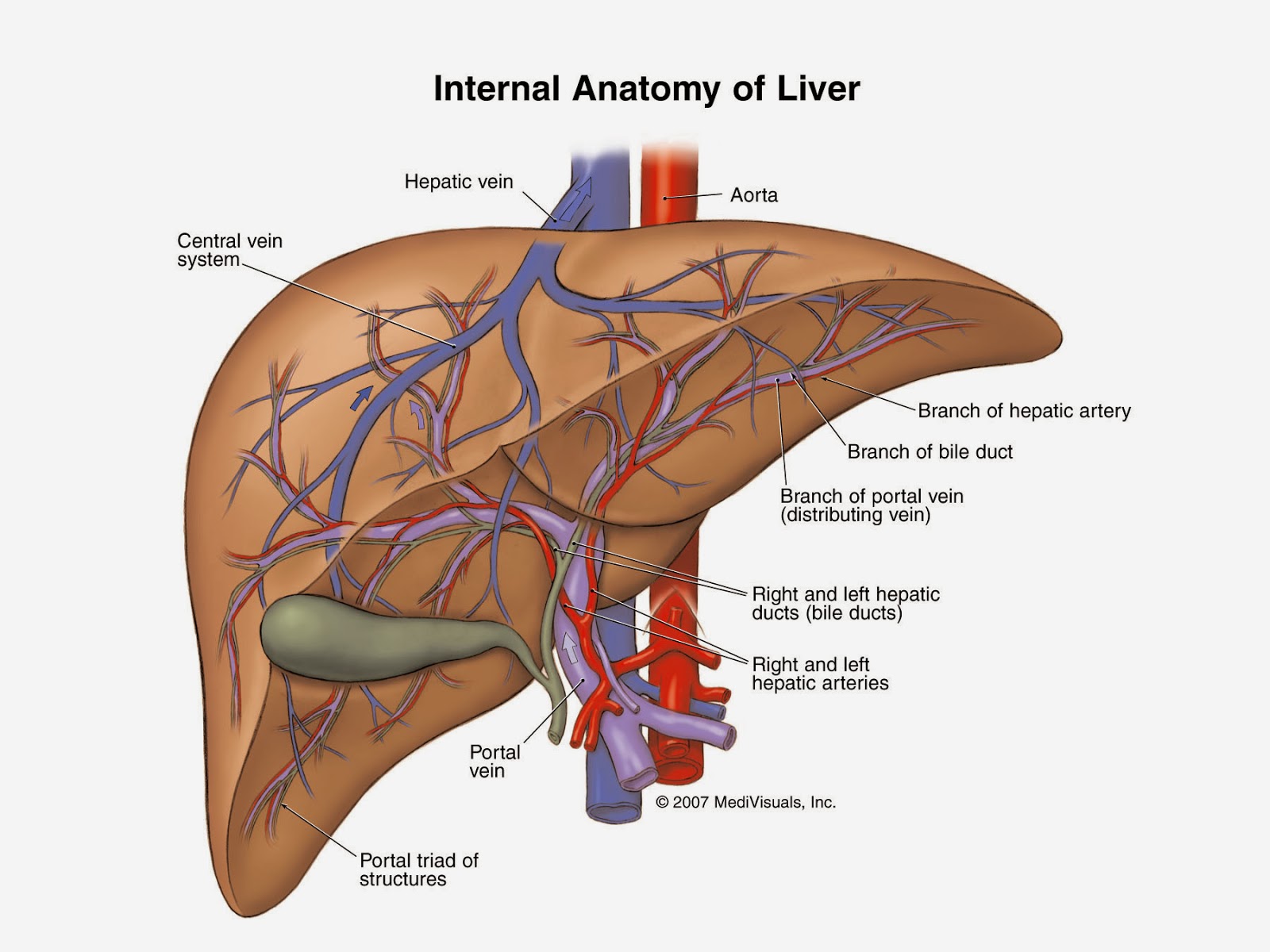 Diagrams Liver Blood Supply Diagram