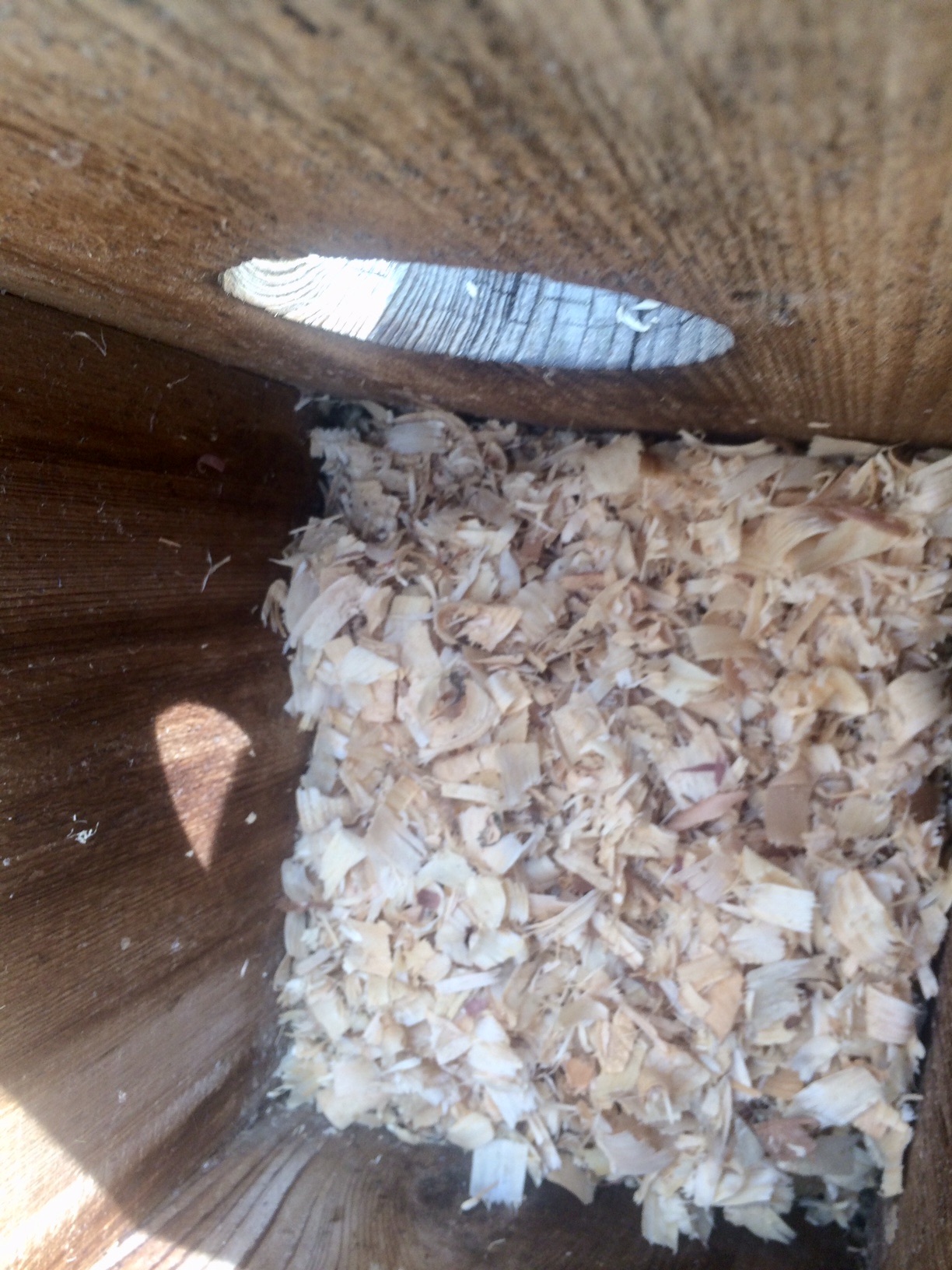 Lowcountry outdoors 2021 Wood Duck Box Spring Maintenance