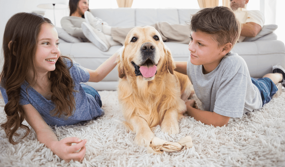 Stay Healthy Around Pets