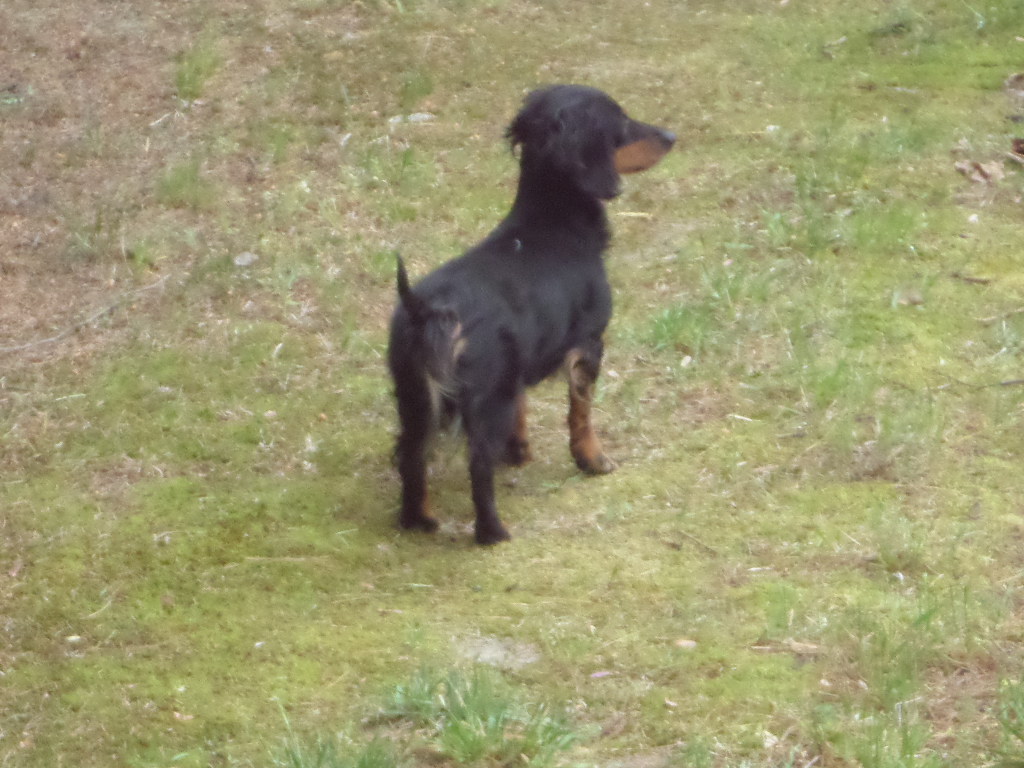 Terrierman's Daily Dose Show Vs Working Lines Dachshund