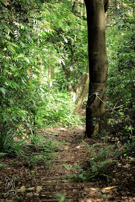 鳥瞰桃園盆地景點|五十份山登山步道