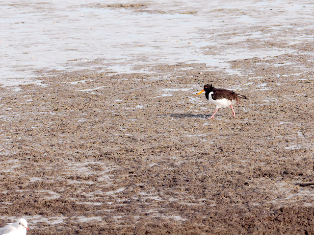 Austernfischer im Schlick Ein Austernfischer im Schlick (300mm, f/5, 1/640sek., ISO200)