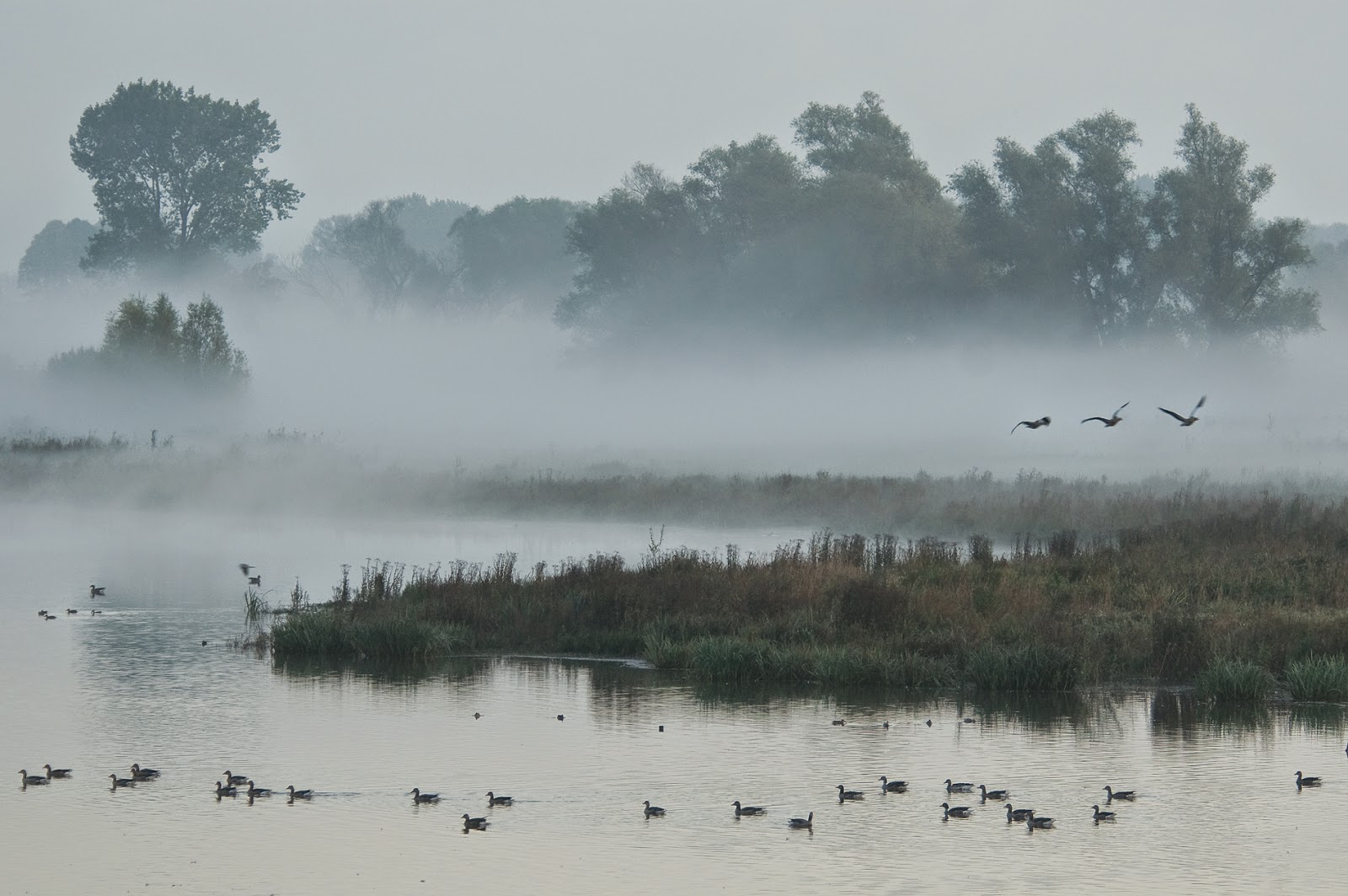 Holland, natuur in de delta - Waternieuws