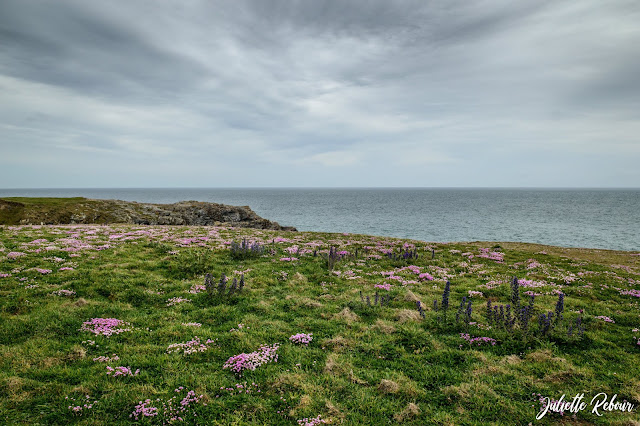 Champs d'armérie maritime en Bretagne