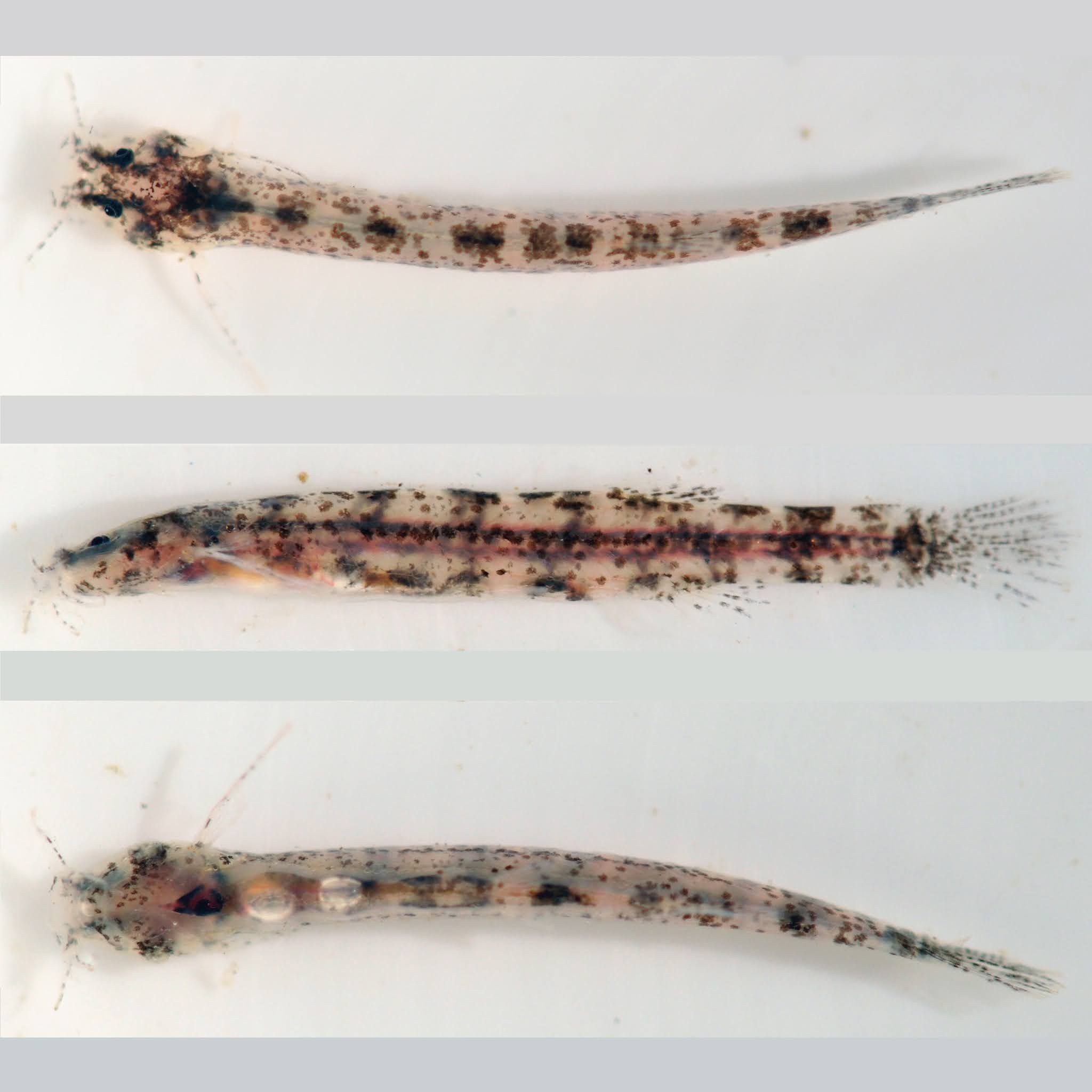 Species New to Science [Ichthyology • 2020] Ammoglanis natgeorum • A