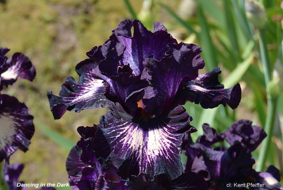 вселенная ириса. ирис ивнинг драма. ирис кроваво-красный. бутон фиолетового ириса. ирис флеминг виктори.