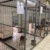     Δήμος Ιωαννιτών:48 αδέσποτα ζώα στειρώθηκαν τις τελευταίες μέρες- 102 ζωάκια υιοθετήθηκαν 