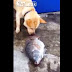Impressionante: cão tenta salvar peixes que estão morrendo