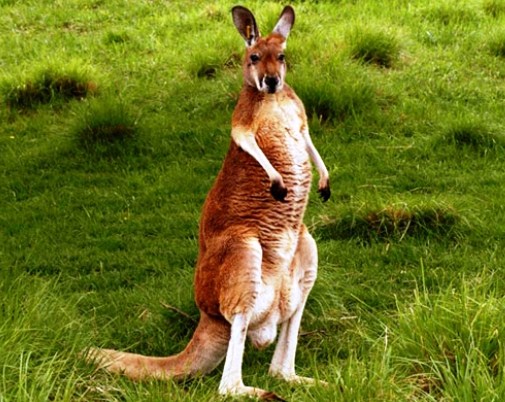 Picture cute kangaroo funny | Luxyana