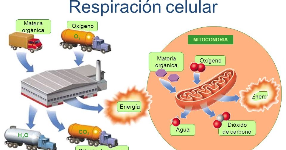 best friends 4to U: taller #7 Biología Respiración Celular