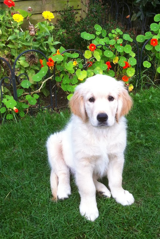 Chiots Golden Retriever Gold Chorus 2 à 4 mois