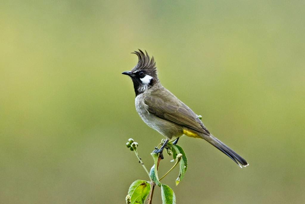 Bulbul Ramdanga Rudra Aventura