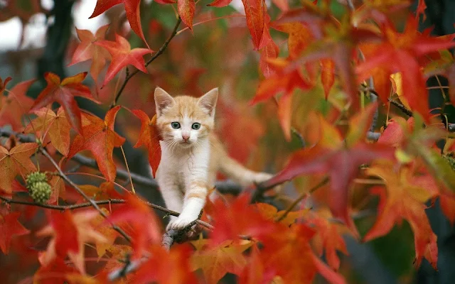 Kat in een boom in de herfst